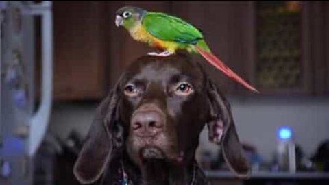 Dog and bird are best buddies