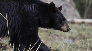 Cão tenta afugentar urso e as suas crias