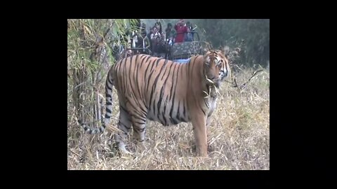 Compilation of some big wild bengal tigers