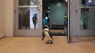 Florida Aquarium, Lowry Park Zoo trying to save endangered penguins by bringing them together