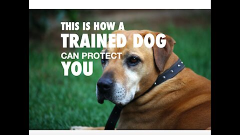 How a Trained Dog can Protect You