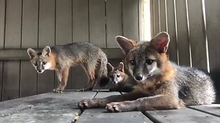 Foxes released