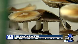 What's next now that the magic mushrooms initiative passed in Denver?