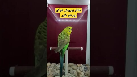 مسابقة أحسن طائر بيروش هوكو بورطو كلير