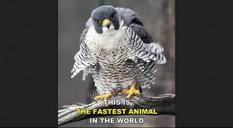 The Peregrine Falcon Is The Fastest Animal In The World