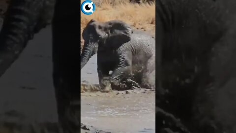 Elefante Zangado Ataca Hipopotamo! #elefante #hipopótamo #animaisemafrica #shorts