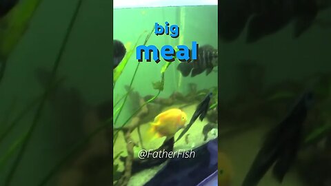 Feed Big Fish *Once a Month* - Oscar Fish Care and Feeding