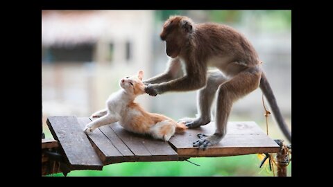 Funniest Monkey Annoying Cat Videos Compilation TRY NOT TO LAUGH!
