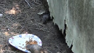 Box Turtles Love Cat Food, and So Do Rats