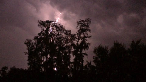 Amazing lightning storm over Cypress trees in Florida