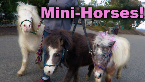 Mini Horses take a walk in "horse country"