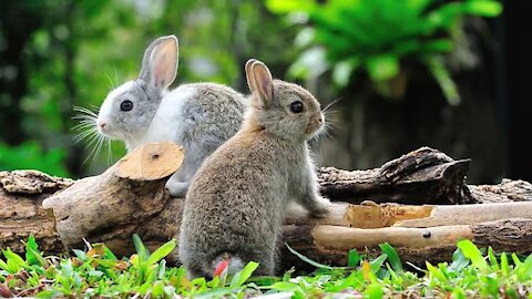 Innocent animal rabbit 🐰🐰🐰