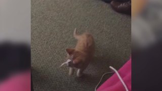 A Kitten VS A Piece of Duct Tape