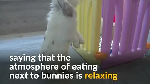 Eating while petting a bunny in Hong Kong