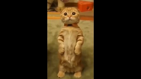 Purr-fectly Hilarious: Funny Cat Moments