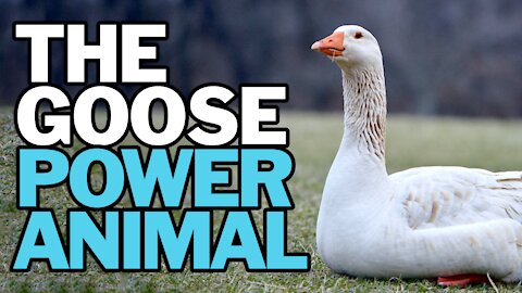 The Goose Power Animal