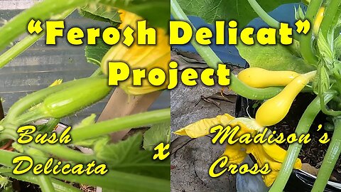 Ferosh Delicat Squash (Breeding Project)