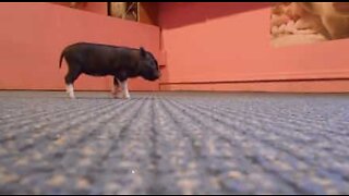 Mini porcos à solta pela casa