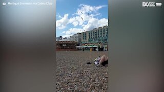 Gaivotas atacam senhora na praia