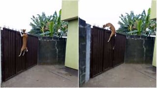 En hund hoppar över en 2 meter hög grind för att följa husse