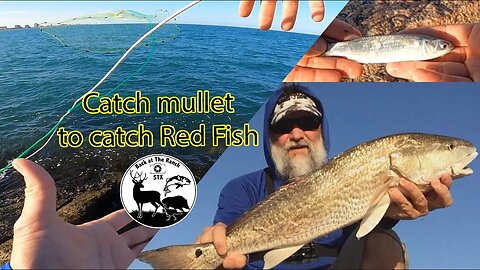 How to catch mullet with cast net to catch Red Fish & How to descale and gut a fish