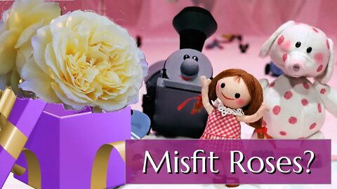 Why Are These Roses Misfits?