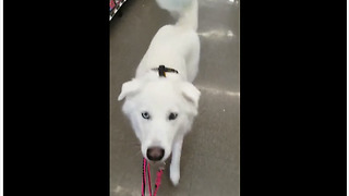 Super smart pup performs tricks in grocery store