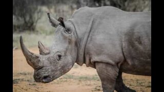 Turistas levam gigante susto com rinoceronte