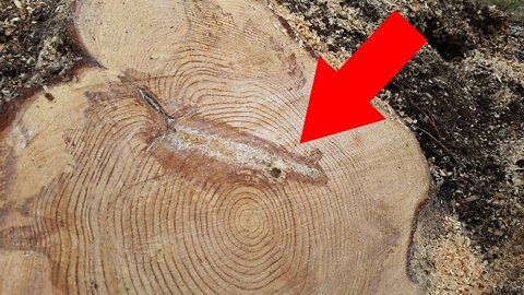 When Lumberjacks Saw A Strange Marking Inside This Tree, They Knew They Were Onto Something
