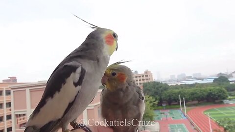 Adorable Cockatiels Cute Moments | Cockatiels Craze