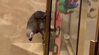 Fearless parrot daringly slides down shower door