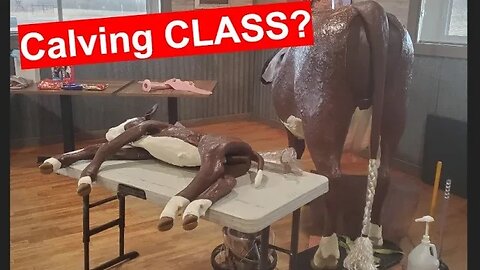 HOW TO Pull A Calf | Calving Class | Breech Calf
