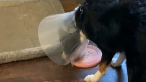 Colar elizabetano impede cão de brincar com o frisbee