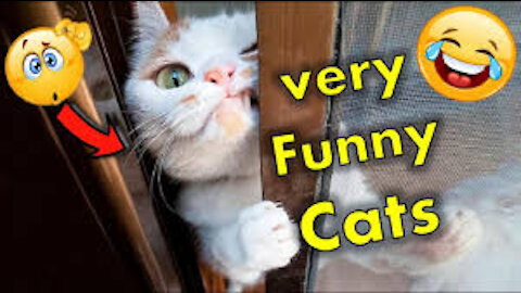 Baby Cats - Cute and Funny Cat Videos Compilation #2Aww Animals