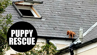 Firefighters rescuing a puppy from roof