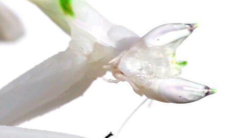 Orchid Mantis Catching Prey