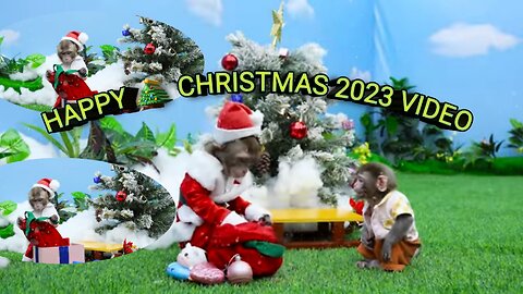 kiki Monkey pretends Santa Claus 🎅🤶#Entertainment#funny