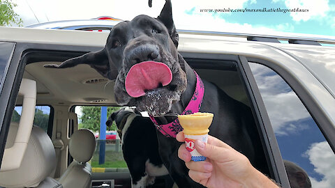 Great Dane Makes Funny Faces Eating Ice Cream Cone