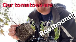 Saving our root bound tomatoes. Planting tomatoes-feeding chickens- and campfires
