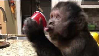 Macaco adora 7Up!