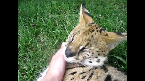 Adorable serval loves his human friend