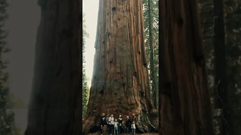 The Largest Tree on Planet Earth!