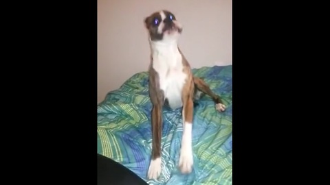 Boxer hilariously goes nuts on bed