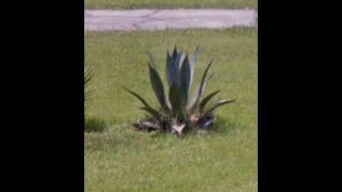 Palm trees on Google maps