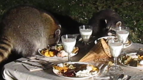 Wild raccoon celebrates Thanksgiving with his friends