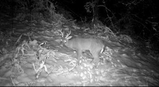 7pt Buck in crunchy snow