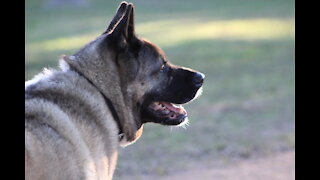 Layla's morning at the Dog Park