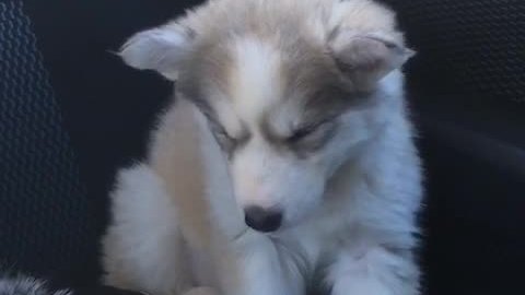 Puppy struggles to stay awake during car ride