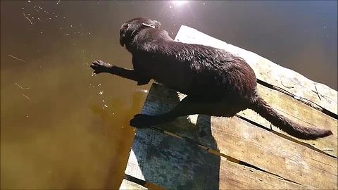 Labrador falls into water in most hilarious possible way