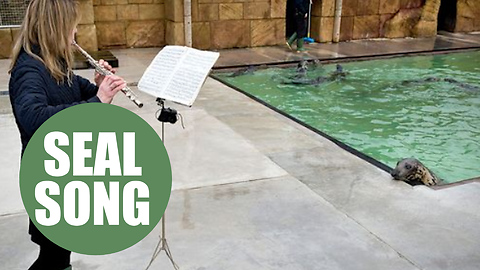 Seal sanctuary hire classical flautist to perform to the animals as staff find it calms them down